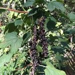 Ribes magellanicum Otro