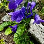 Campanula serrata Кветка