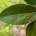 Securinega durissima Leaf