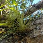 Tillandsia utriculata برگ