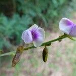 Tephrosia noctiflora 花