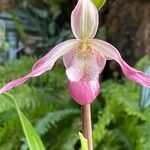 Phragmipedium longifolium Flower