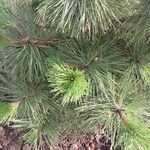 Pinus cembra ഇല