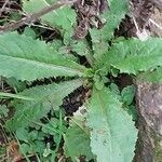 Lactuca virosa Foglia