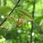 Monodora carolinae Flower
