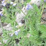 Polemonium californicum