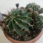 Echinopsis eyriesiiКора