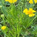 Helenium amarum List