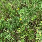 Trifolium campestre Habit