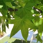 Liquidambar styracifluaपत्ता