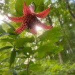 Lilium canadense Blomma