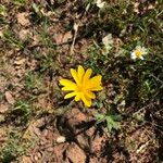 Anemone palmata Flor