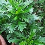 Euryops chrysanthemoides Folio