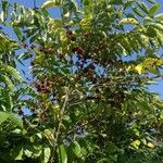 Coffea arabica Habit