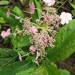 Hydrangea peruviana Muu