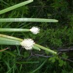 Eleocharis elegans Staniste