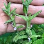 Teucrium scordium Blad