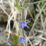 Stemodia durantifolia چھال