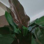 Philodendron erubescensYaprak