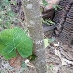 Jatropha curcas Rinde