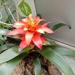 Guzmania spp. പുഷ്പം