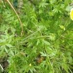 Limnanthes douglasii Φύλλο