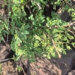 Senegalia senegal Лист