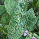 Stachys bullata Leaf