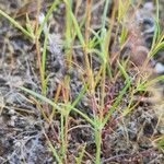 Silene bupleuroides Blatt