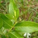 Catharanthus roseus 葉