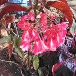 Begonia coccinea പുഷ്പം