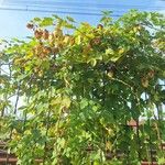 Humulus lupulusList