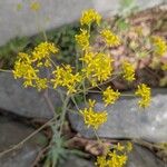Isatis tinctoria Fleur