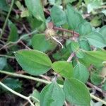 Dissotis rotundifolia Лист