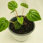 Peperomia marmorata Hoja