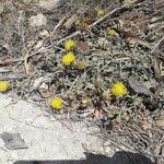 Centaurea acaulis Flor