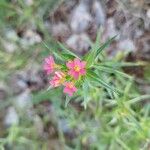 Collomia bifloraÕis