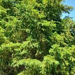 Pseudotsuga menziesii Alkat (teljes növény)