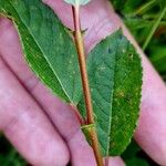 Salix myrsinifolia Blatt