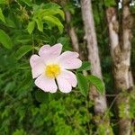 Rosa canina花