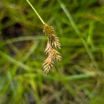 Carex leporina Plod