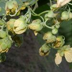 Senna papillosa Flower