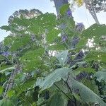 Solanum crinitum Habitus