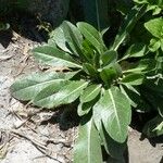 Isatis tinctoria Feuille