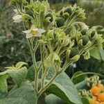 Solanum erianthum Цвят