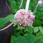 Allium sativum Fruit