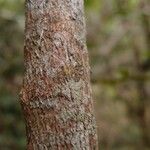 Erythroxylum laurifolium Bark