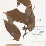Guatteria discolor Hoja