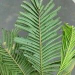 Anadenanthera colubrina ഇല