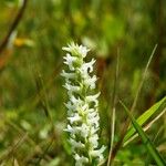 Spiranthes diluvialis Flor